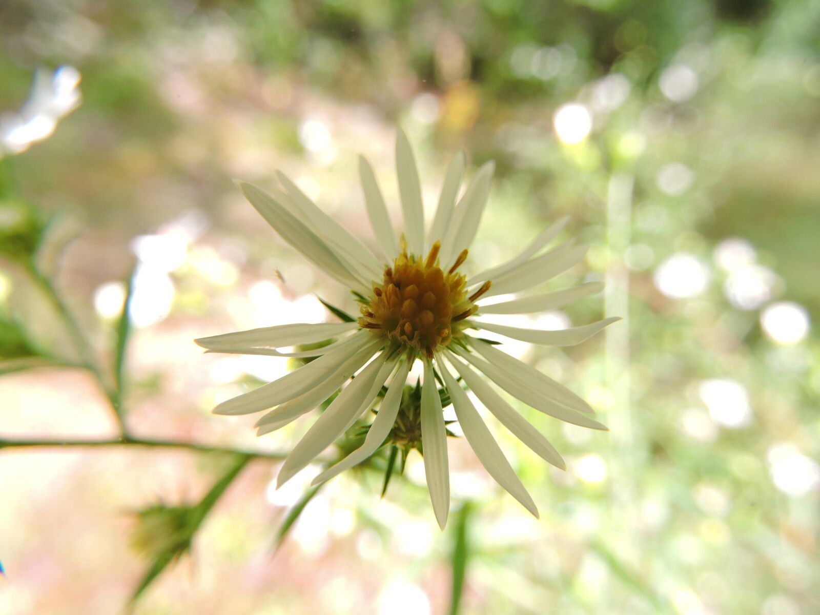 Nikon Coolpix P600 sample photo. Flower, daisy, nature photography