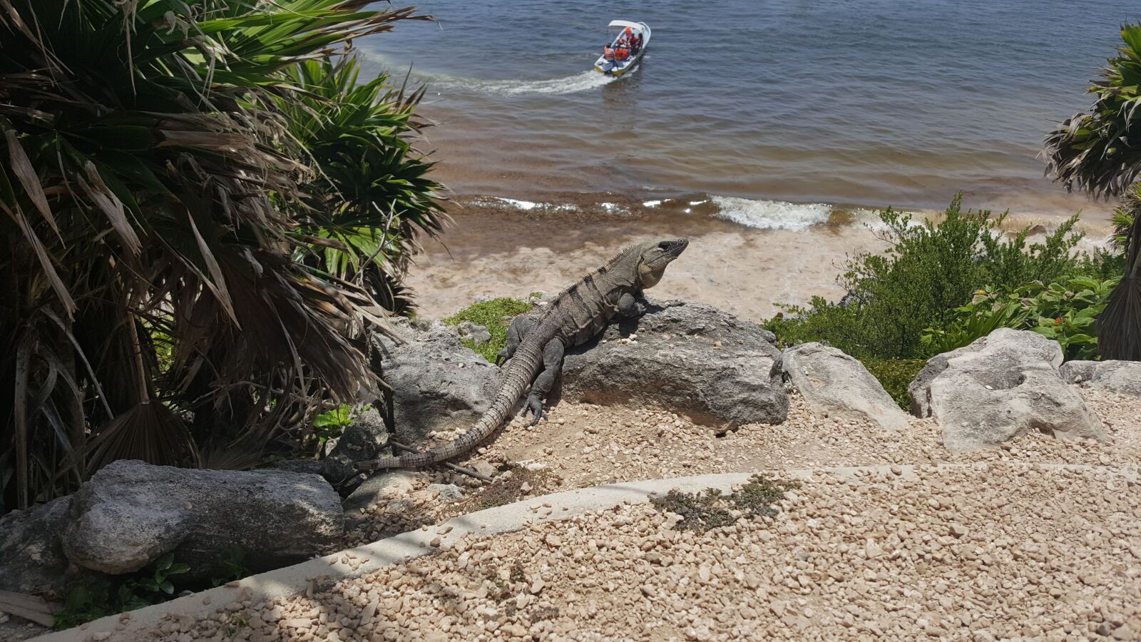 Samsung Galaxy Note5 sample photo. Iguana, beach, lizard photography