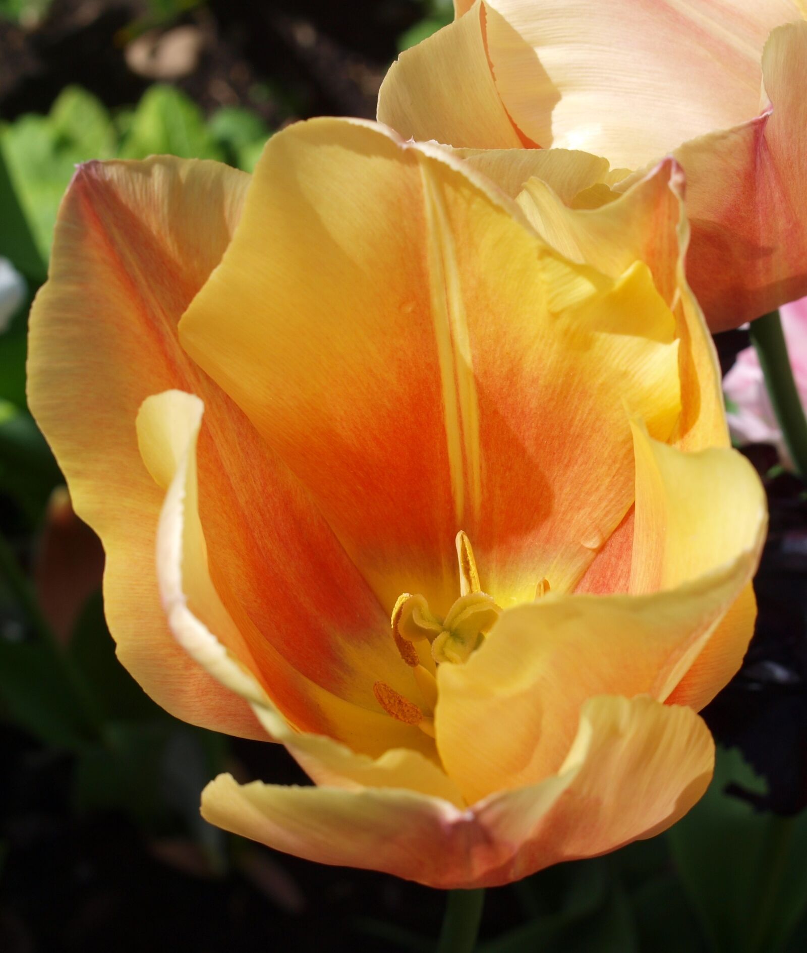 Olympus E-520 (EVOLT E-520) sample photo. Flower, nature, flora photography