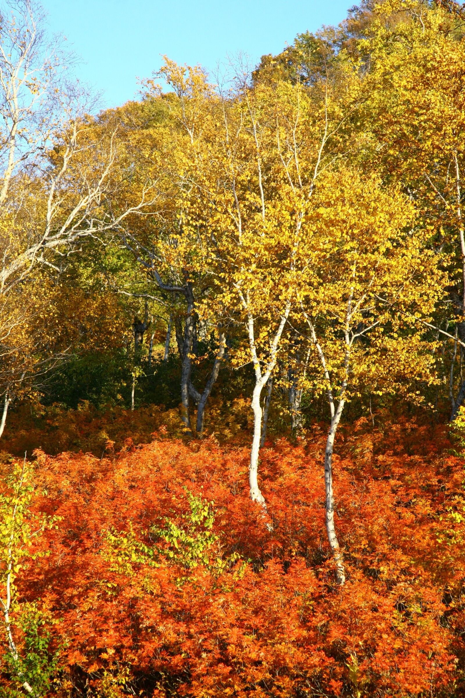 Canon EOS 5D sample photo. Autumn, forest, trees photography