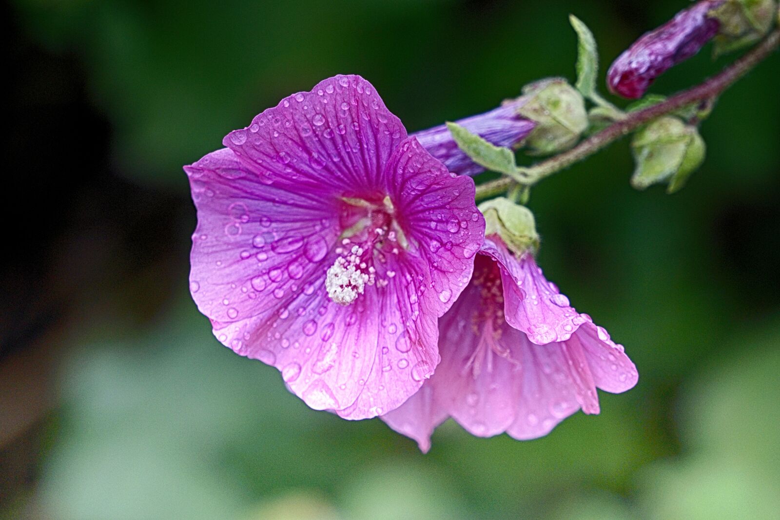 Sony E 55-210mm F4.5-6.3 OSS sample photo. Botanique, fleur, flore, la photography