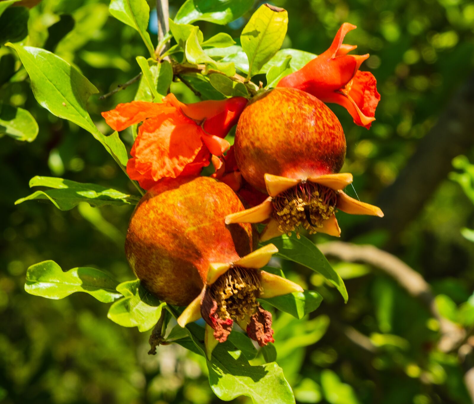 Fujifilm X-T3 sample photo. Pomegranate, tree, food photography