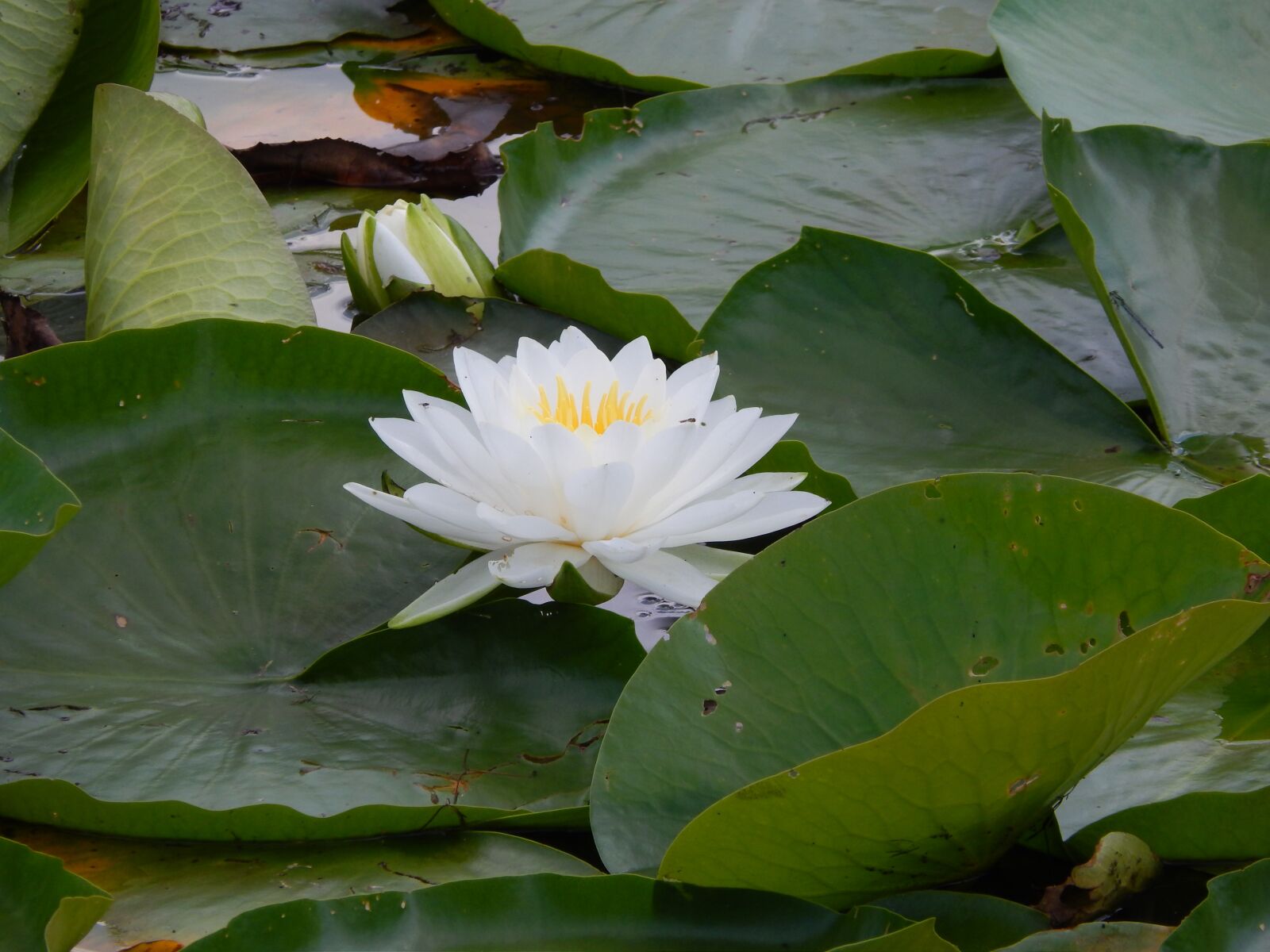 Nikon Coolpix L820 sample photo. Water lily, green, water photography