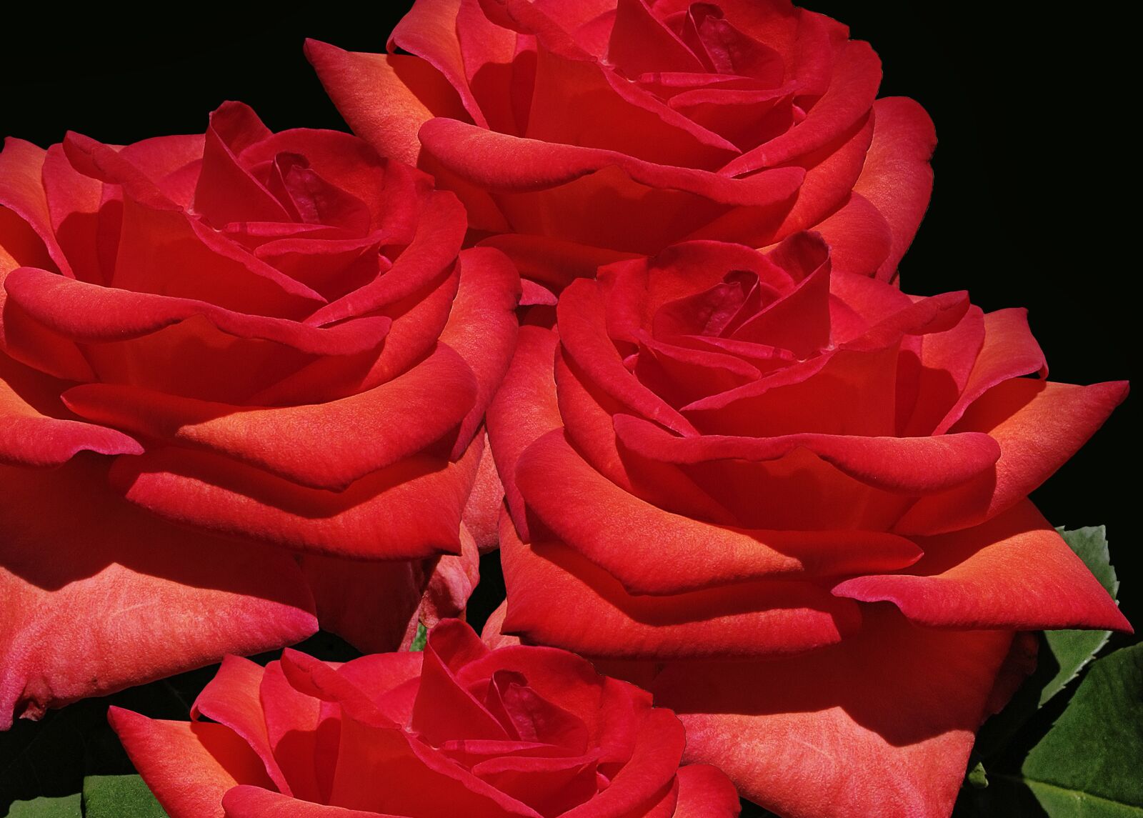 Canon PowerShot G12 sample photo. Roses, noble roses, baccara photography