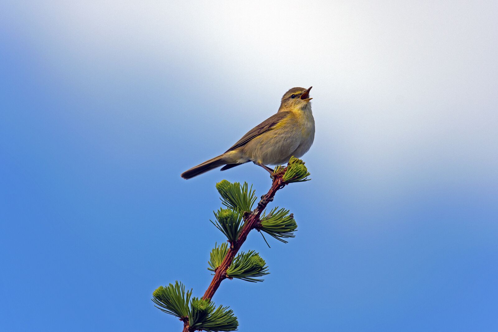 Nikon D500 sample photo. Fitislaub singer, songbirds, nature photography