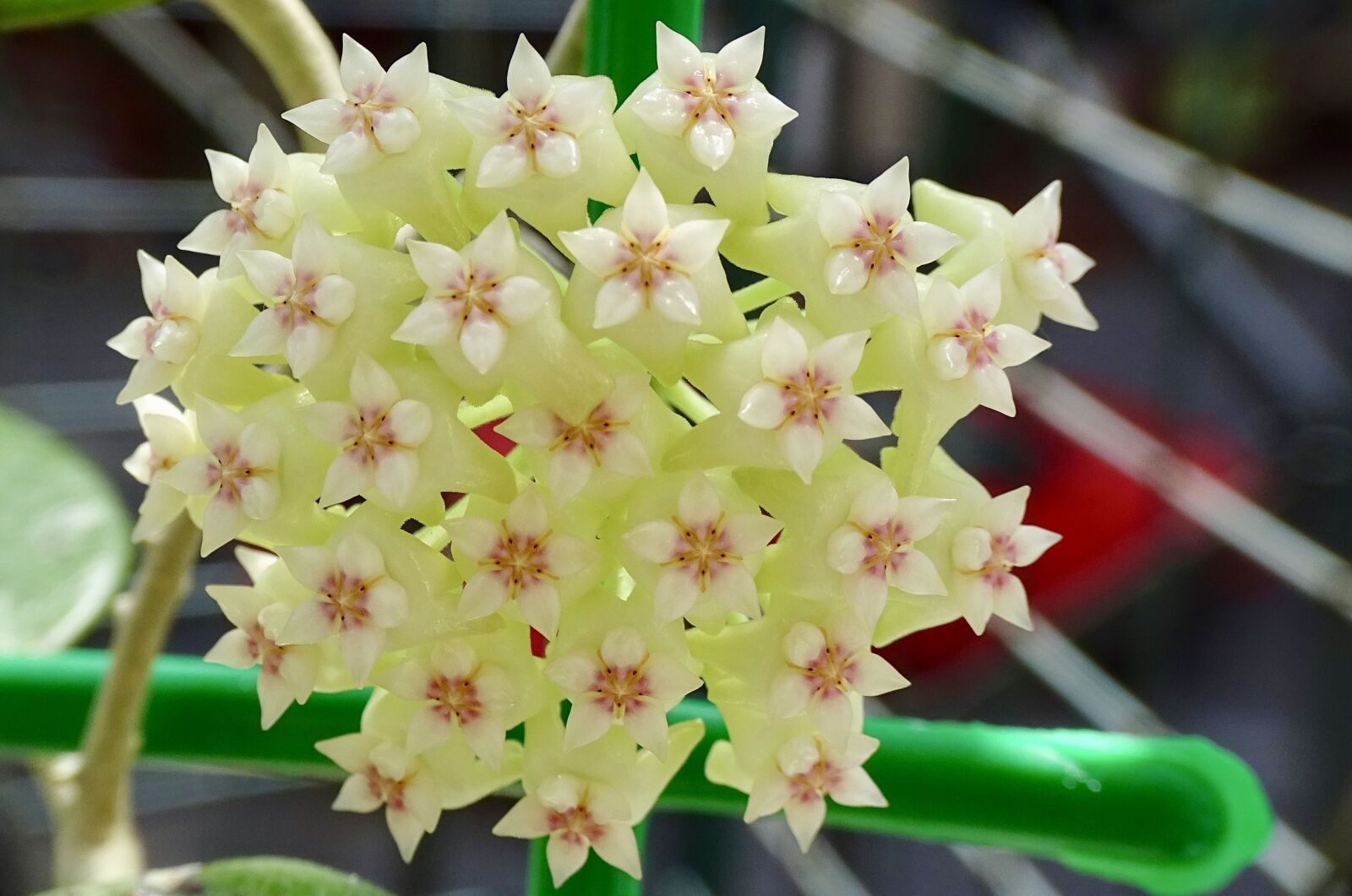 Sony Cyber-shot DSC-HX350 sample photo. Flower, hoya, plant photography