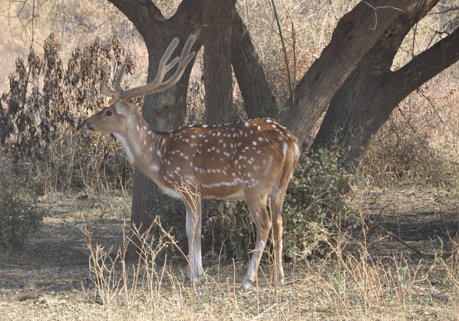 Nikon D90 sample photo. Spotted deer, chital, male photography