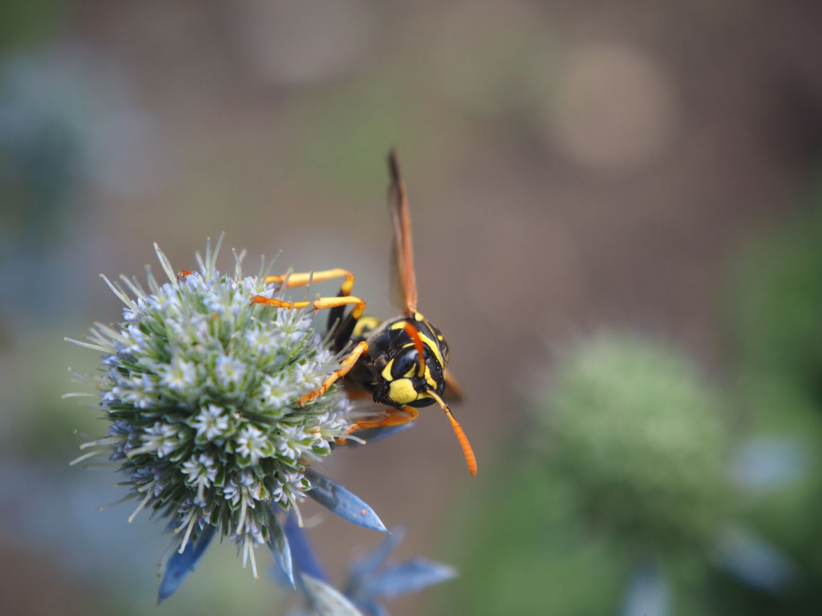 Olympus OM-D E-M10 sample photo. Wasp, insect, plant photography