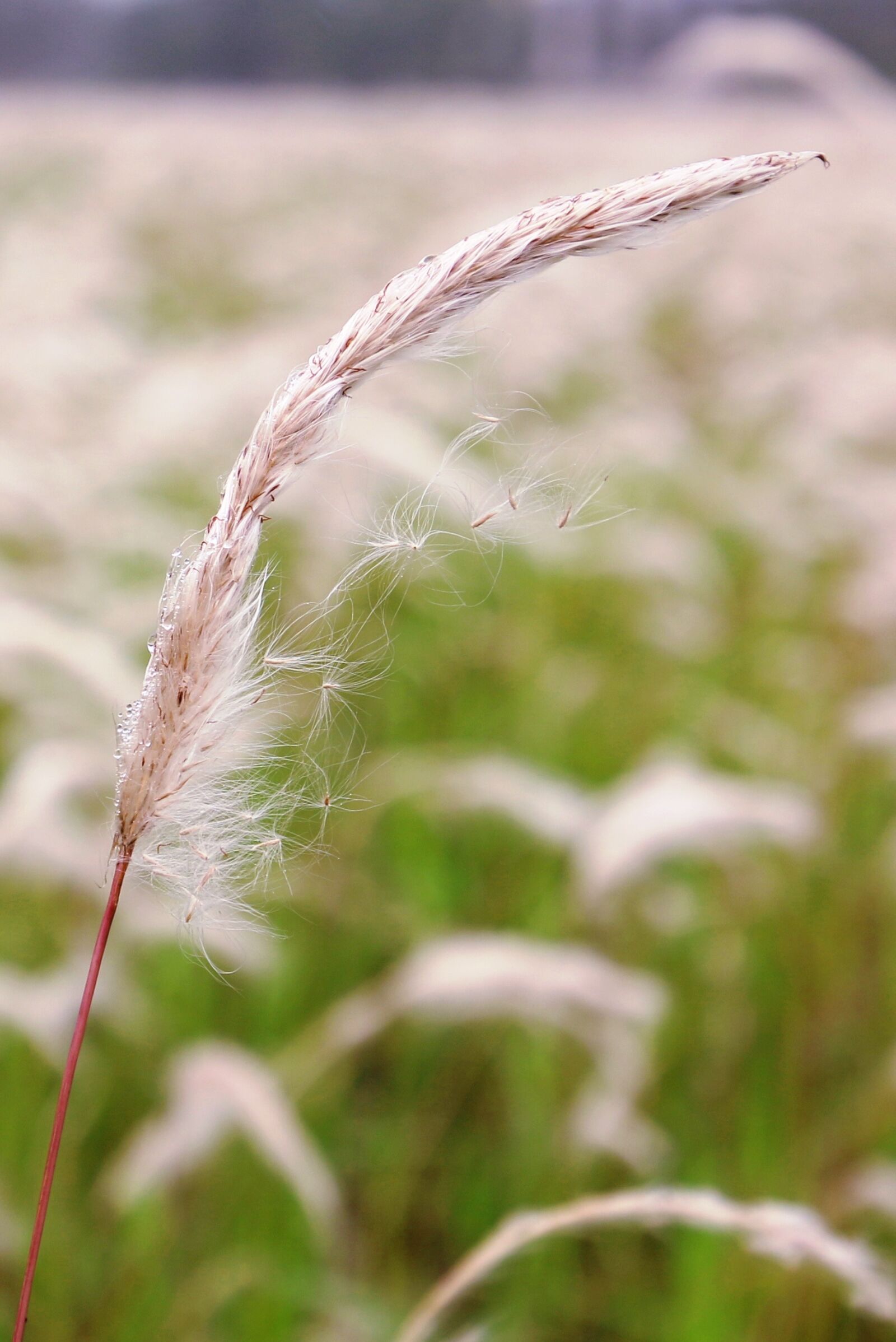 Canon EOS 70D + Canon EF 16-35mm F4L IS USM sample photo. Grass, nature, summer photography