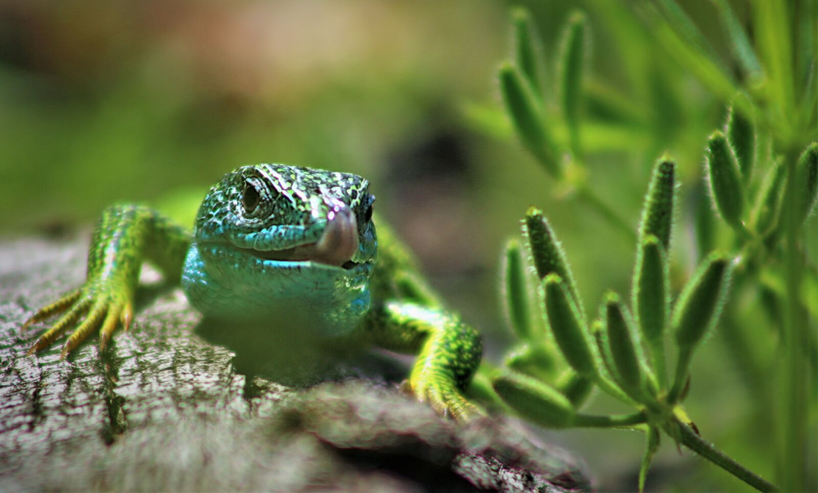 Canon EOS 650D (EOS Rebel T4i / EOS Kiss X6i) sample photo. Summer, nature, lizard photography
