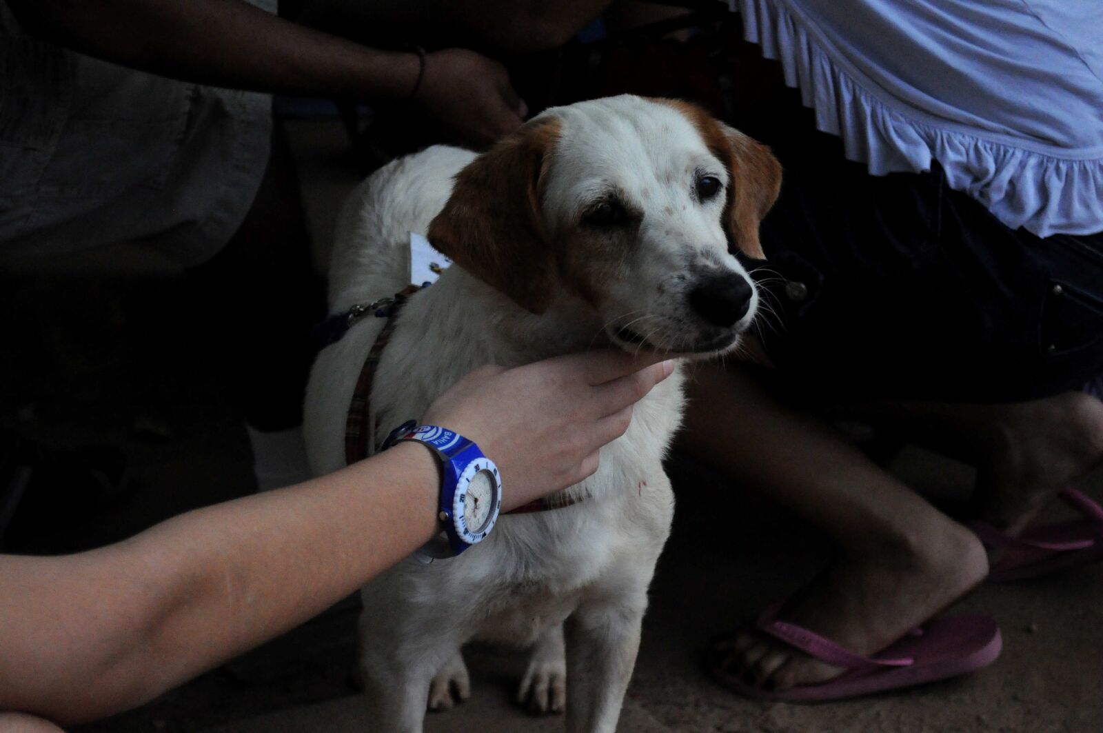 Nikon D5000 sample photo. Beautiful, white, dog, owner photography