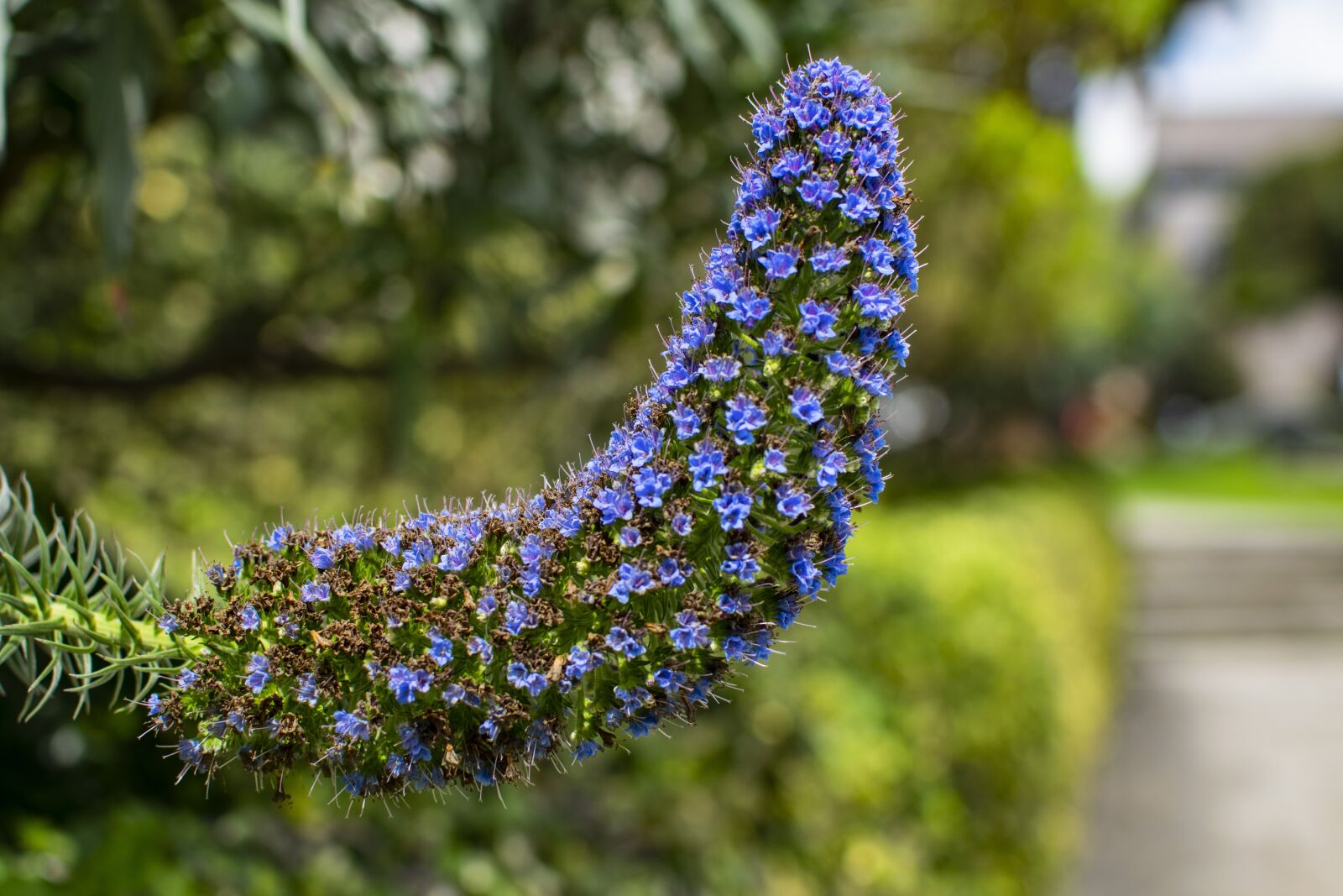 Nikon D3300 sample photo. Nature, flowers, plant photography