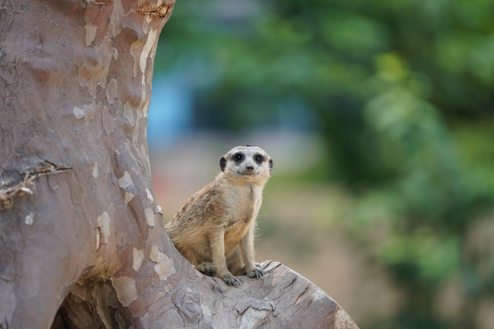 Sony FE 70-200mm F2.8 GM OSS sample photo. Meerkat, supervisor, guard photography