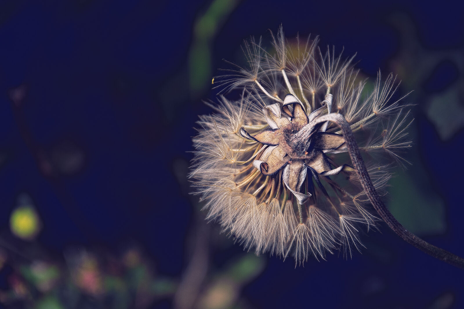 Nikon D3300 sample photo. Bended, white, petaled, flower photography