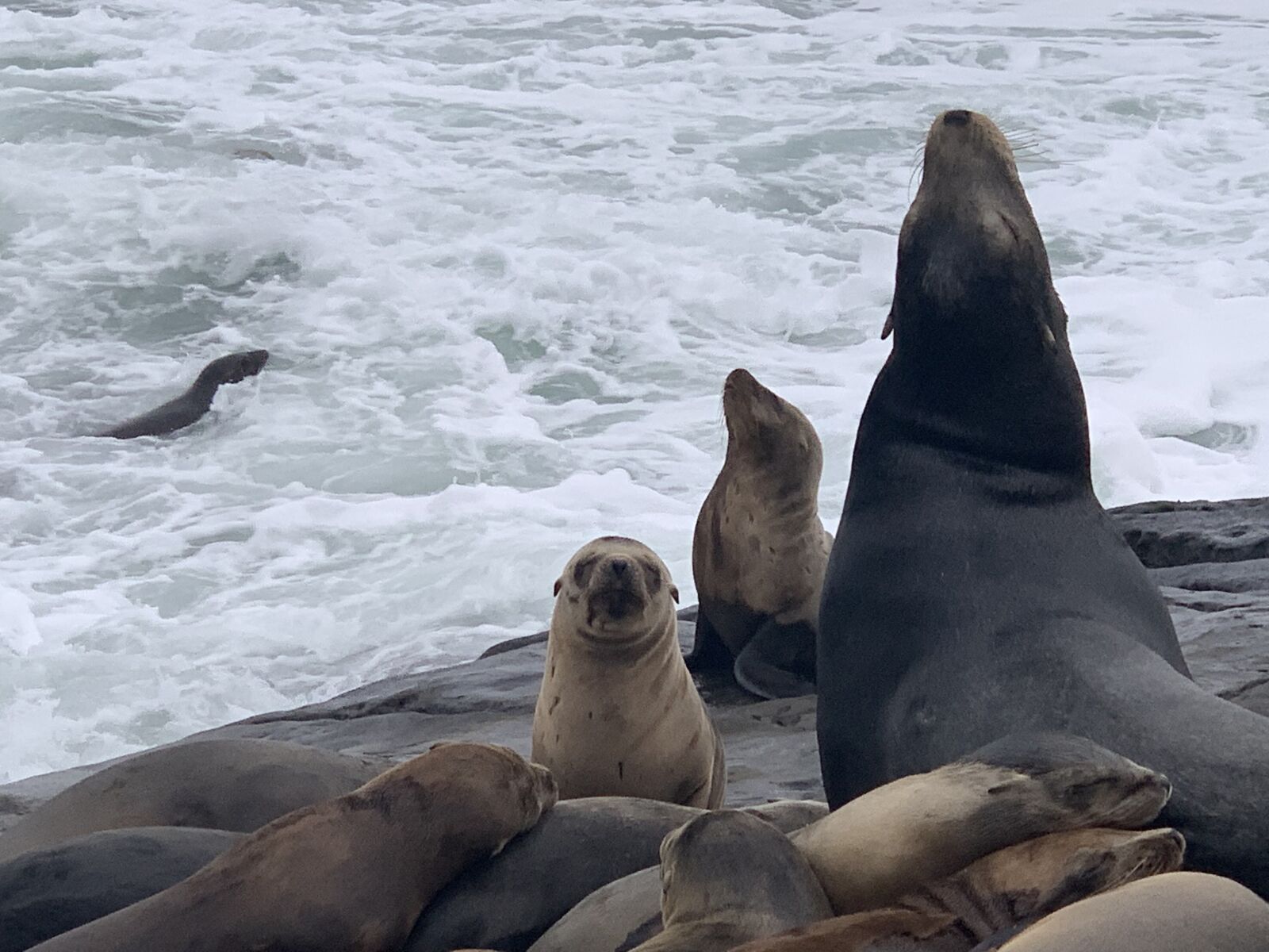 Apple iPhone XS sample photo. Seal, ocean, animal photography
