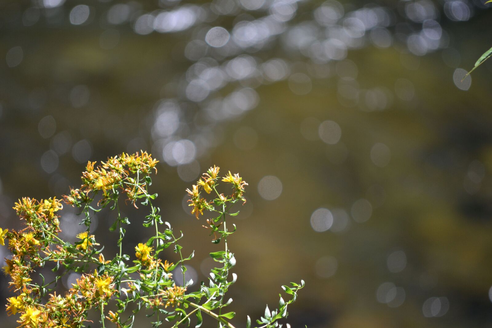 Nikon D3100 sample photo. Yellow, flower, water photography