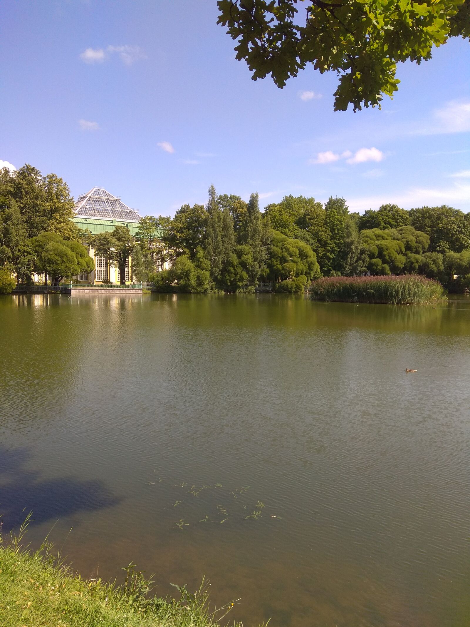 Xiaomi Redmi Note 4 sample photo. санкт-петербург, лето, природа photography