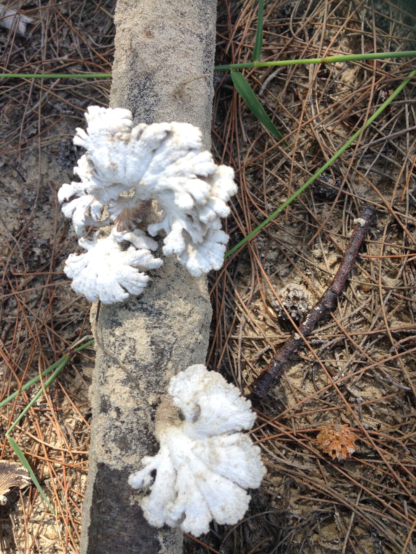 iPhone 5 back camera 4.12mm f/2.4 sample photo. Fungi, nature photography