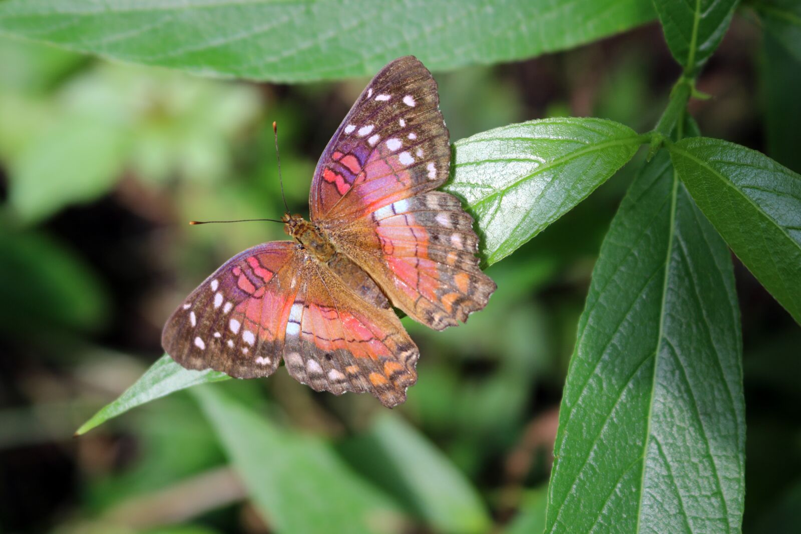 Canon EOS 750D (EOS Rebel T6i / EOS Kiss X8i) sample photo. Butterfly, bug, insect photography
