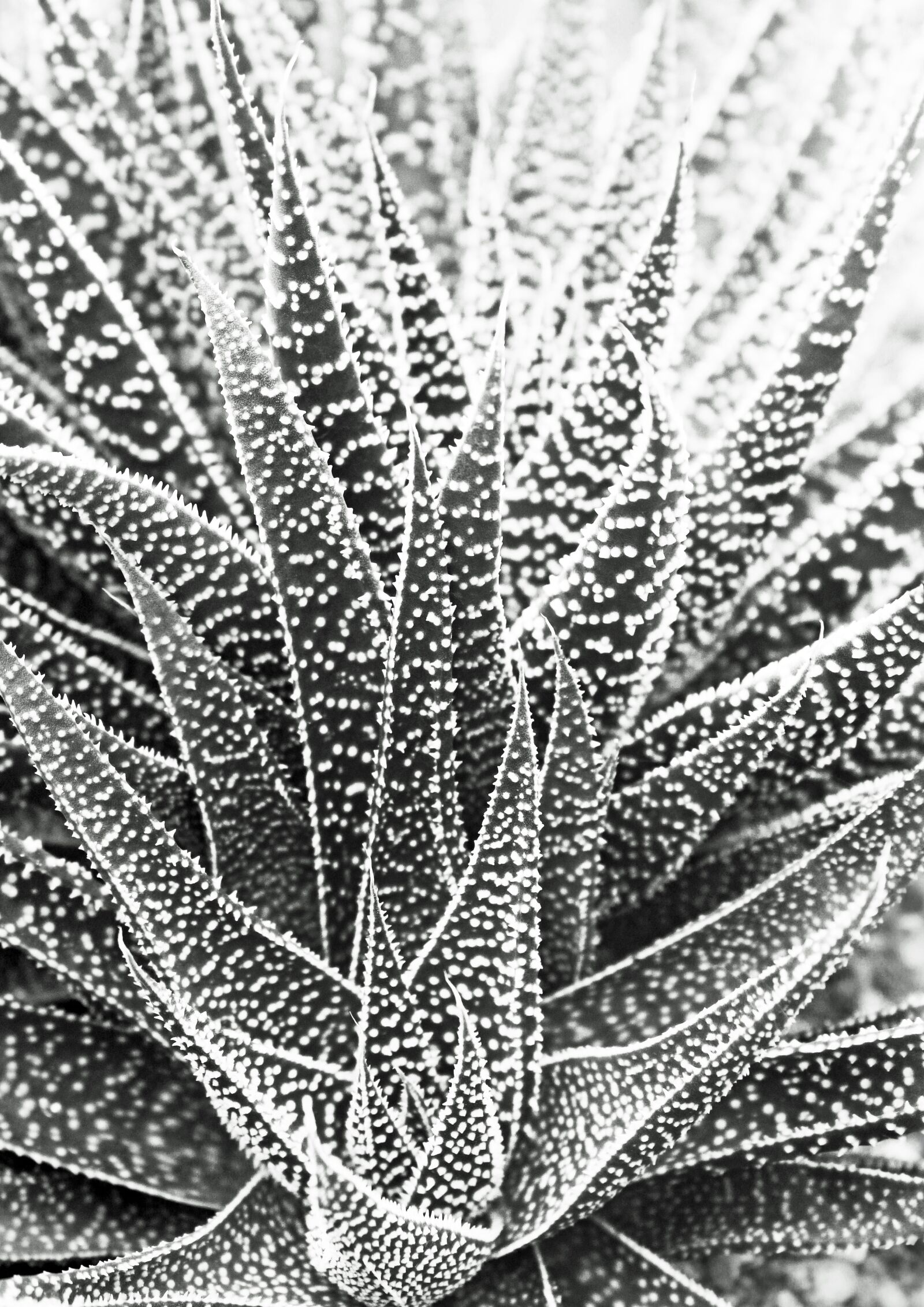 Canon EOS 700D (EOS Rebel T5i / EOS Kiss X7i) sample photo. Haworthia, succulent, succulents photography