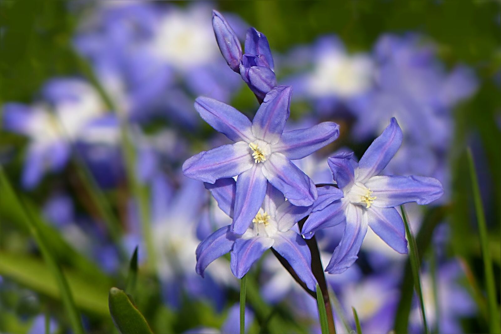 Panasonic Lumix DMC-FZ200 sample photo. Plant, flower, blue asterisk photography