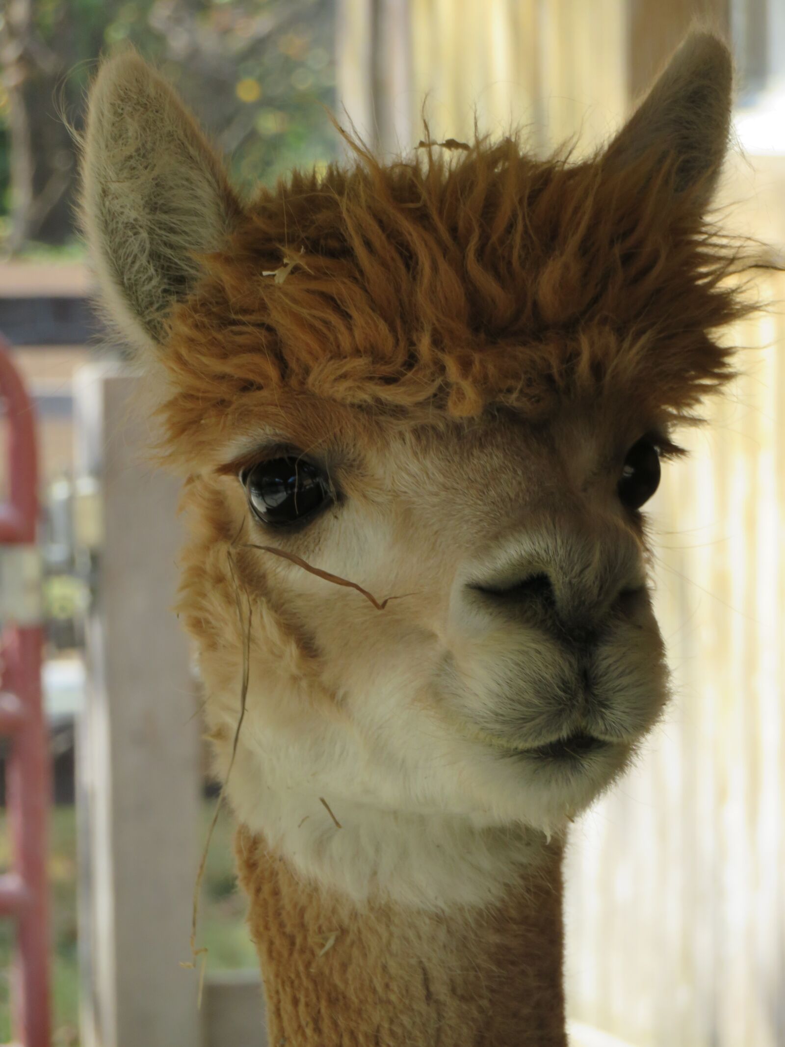 Canon PowerShot SX720 HS sample photo. Alpaca, animal, head photography