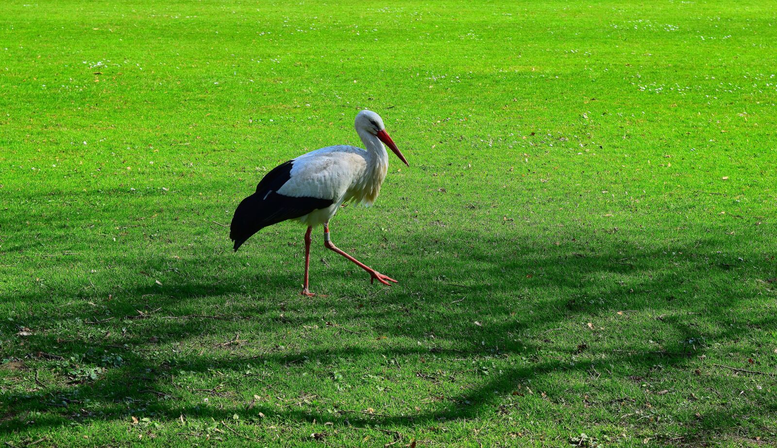 Nikon D5300 sample photo. Stork, animal, plumage photography