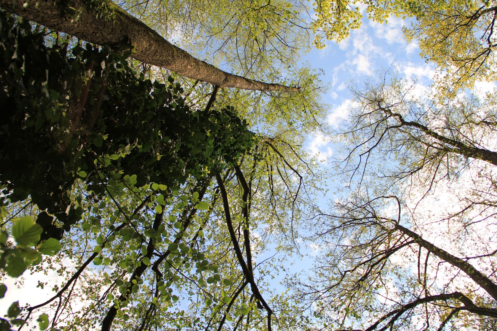 Canon EOS 550D (EOS Rebel T2i / EOS Kiss X4) sample photo. Forest, construction, nature photography