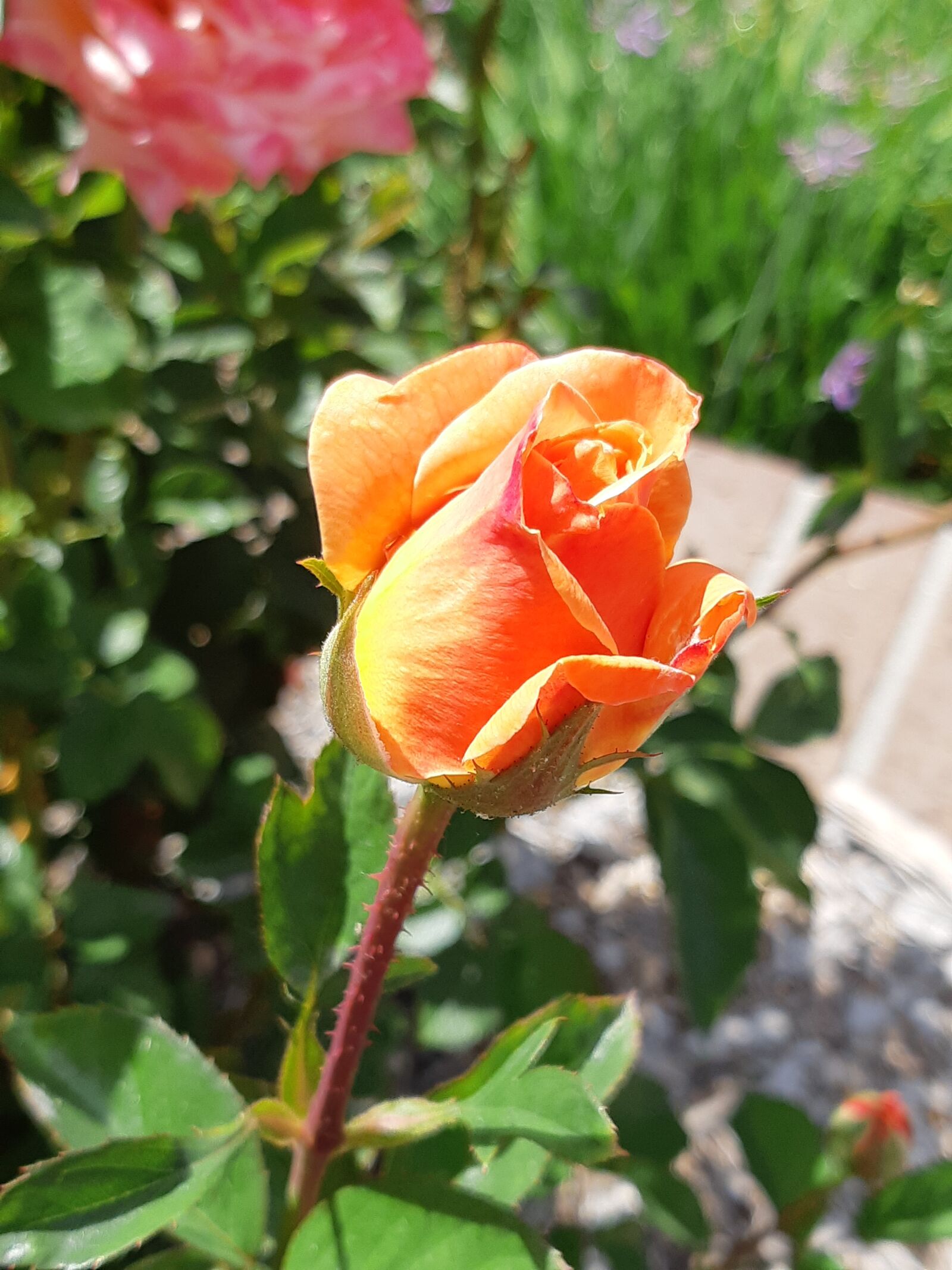 Samsung Galaxy A8(2018) sample photo. Yellow roses, summer, garden photography