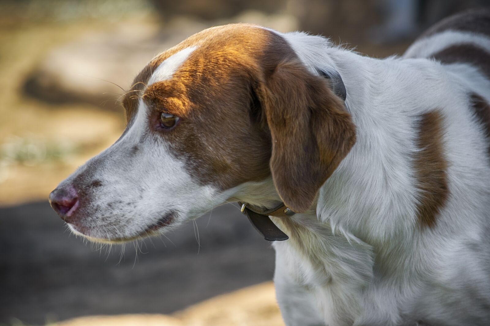 Nikon D3300 sample photo. Animal, dog, domestic photography