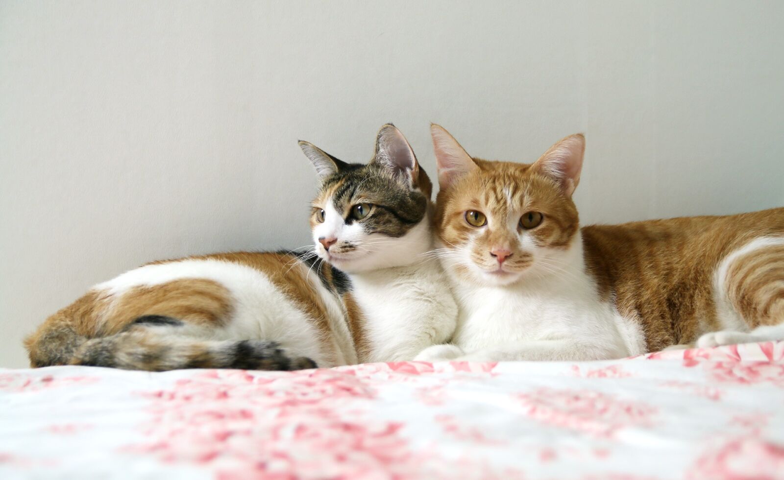 Canon EOS 70D sample photo. Pet, animal, cat photography