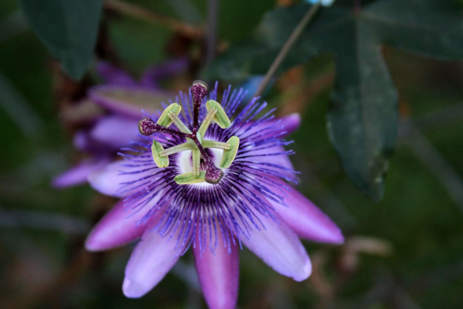 Canon EOS 7D sample photo. Passion vine, flower, purple photography