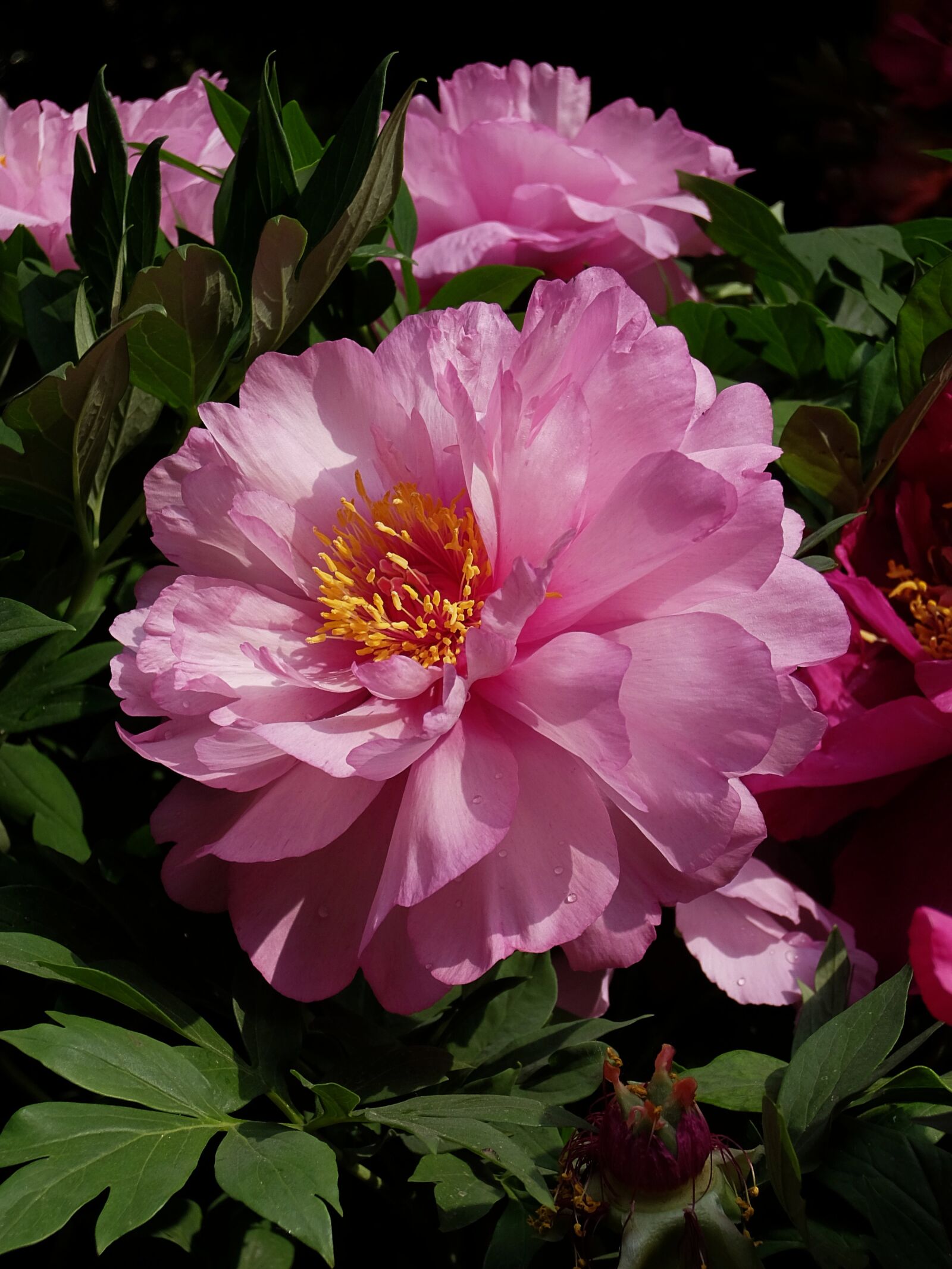 Fujifilm XQ1 sample photo. Garden, cool, petals photography