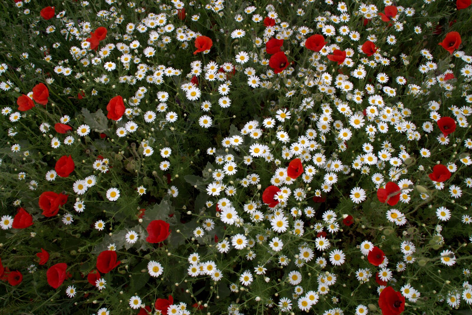 Canon EOS 700D (EOS Rebel T5i / EOS Kiss X7i) sample photo. Flower head, wild, carpet photography