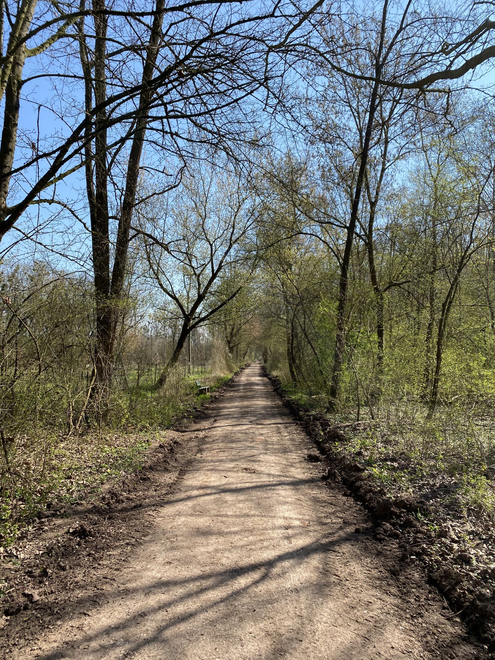 Apple iPhone 11 sample photo. Forest path, nature, trees photography