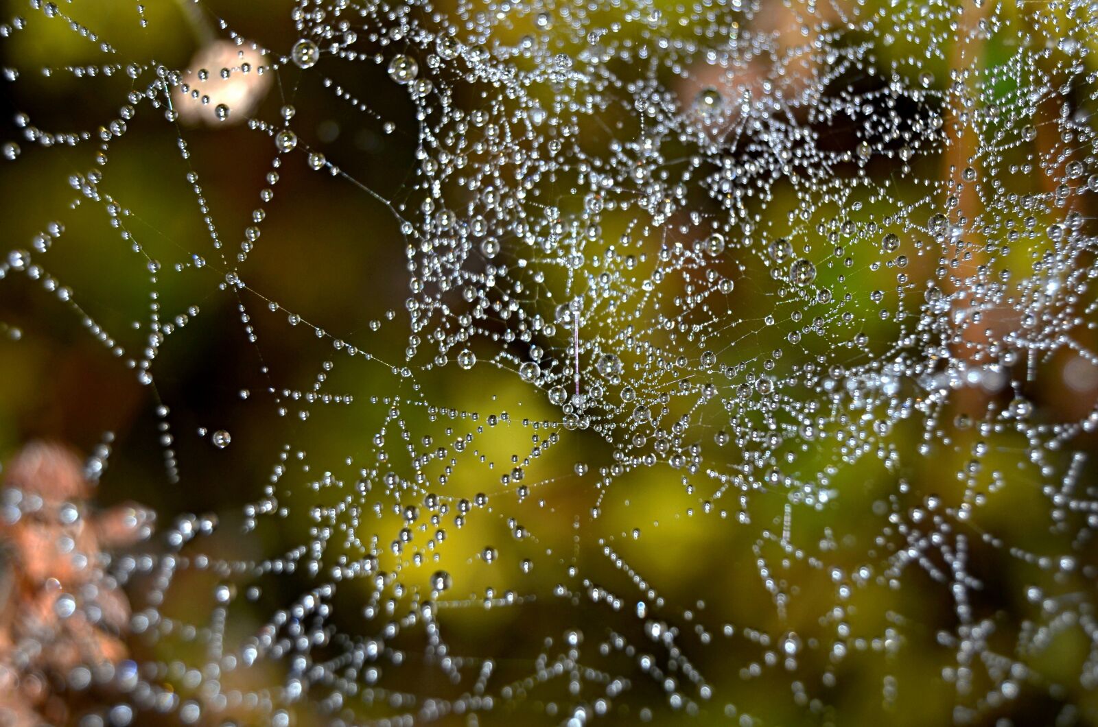 Nikon D5100 sample photo. Web, drops, dew photography