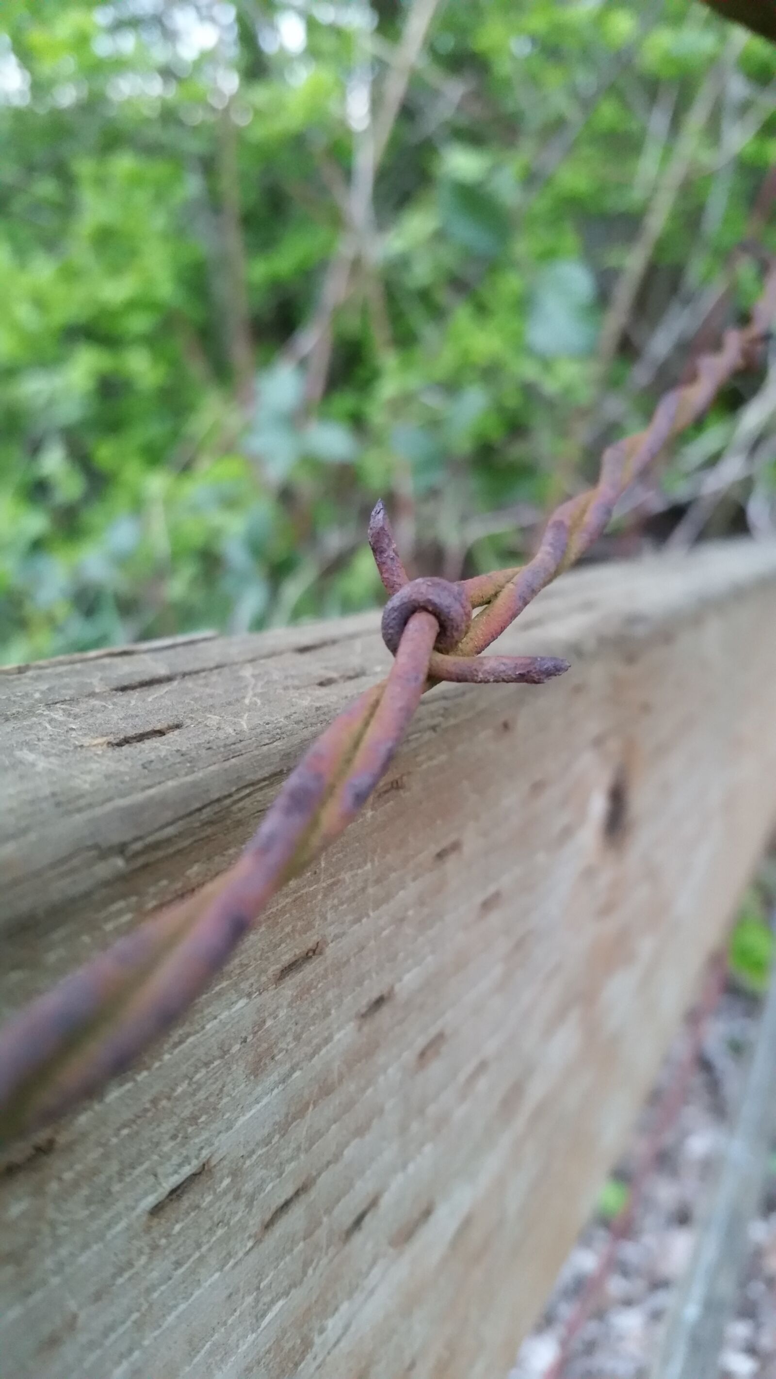 Samsung Galaxy S5 sample photo. Nature, wood, wildlife photography