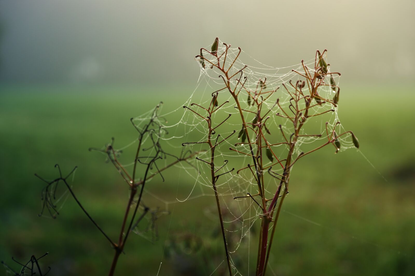Sony a7 + Sony DT 50mm F1.8 SAM sample photo. Cobweb, drip, water photography