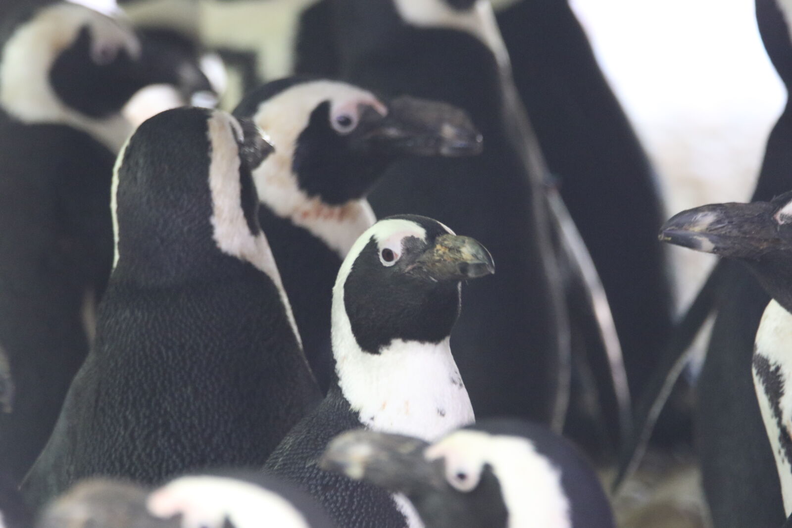 Canon EOS 7D Mark II sample photo. Animals, black, and, white photography