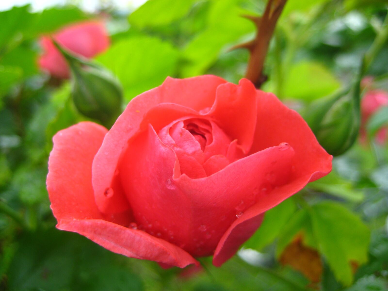 Canon DIGITAL IXUS 70 sample photo. Rose, red, rose blooms photography