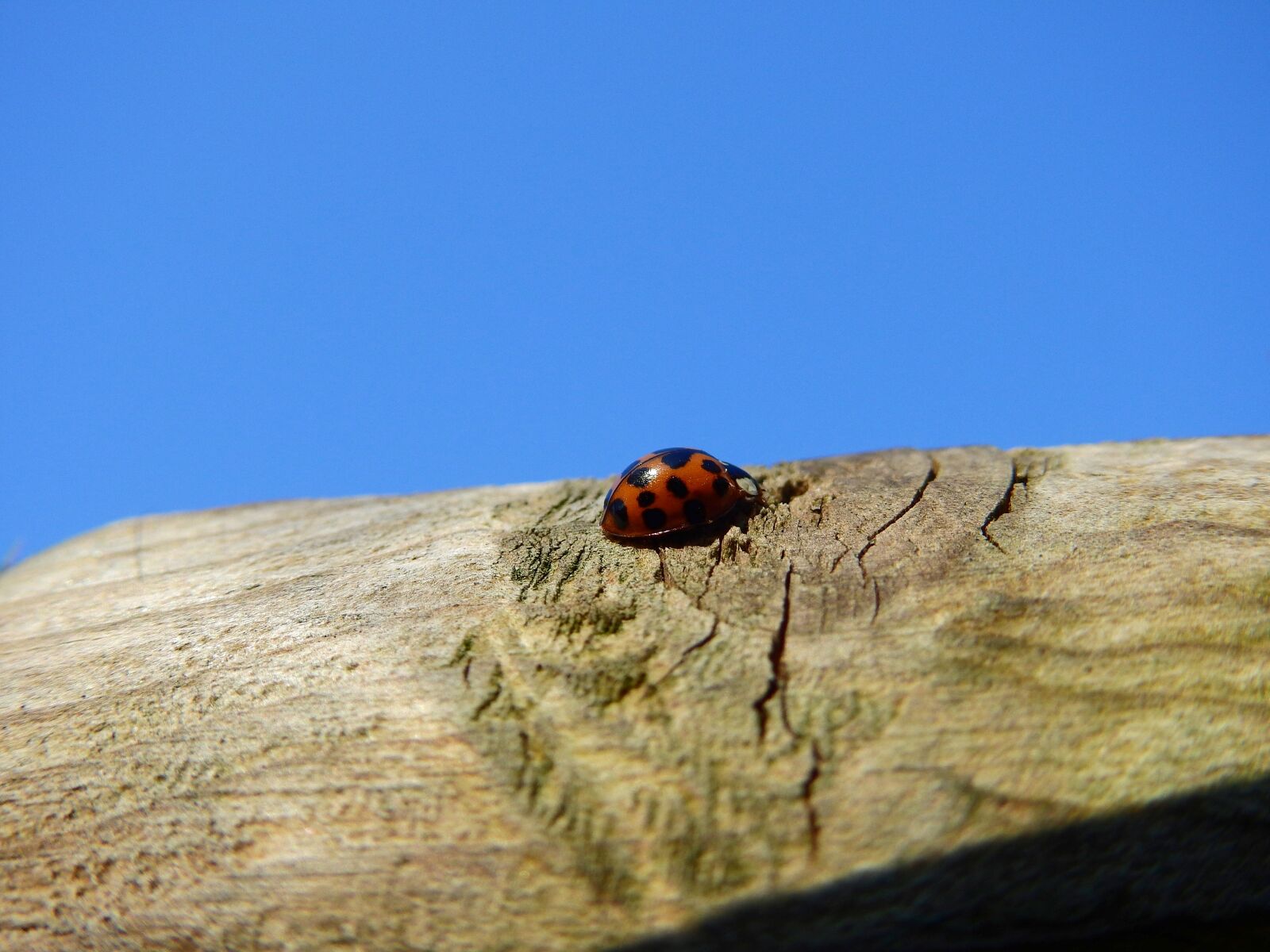 Nikon Coolpix P900 sample photo. Beetle, ladybug, wood photography