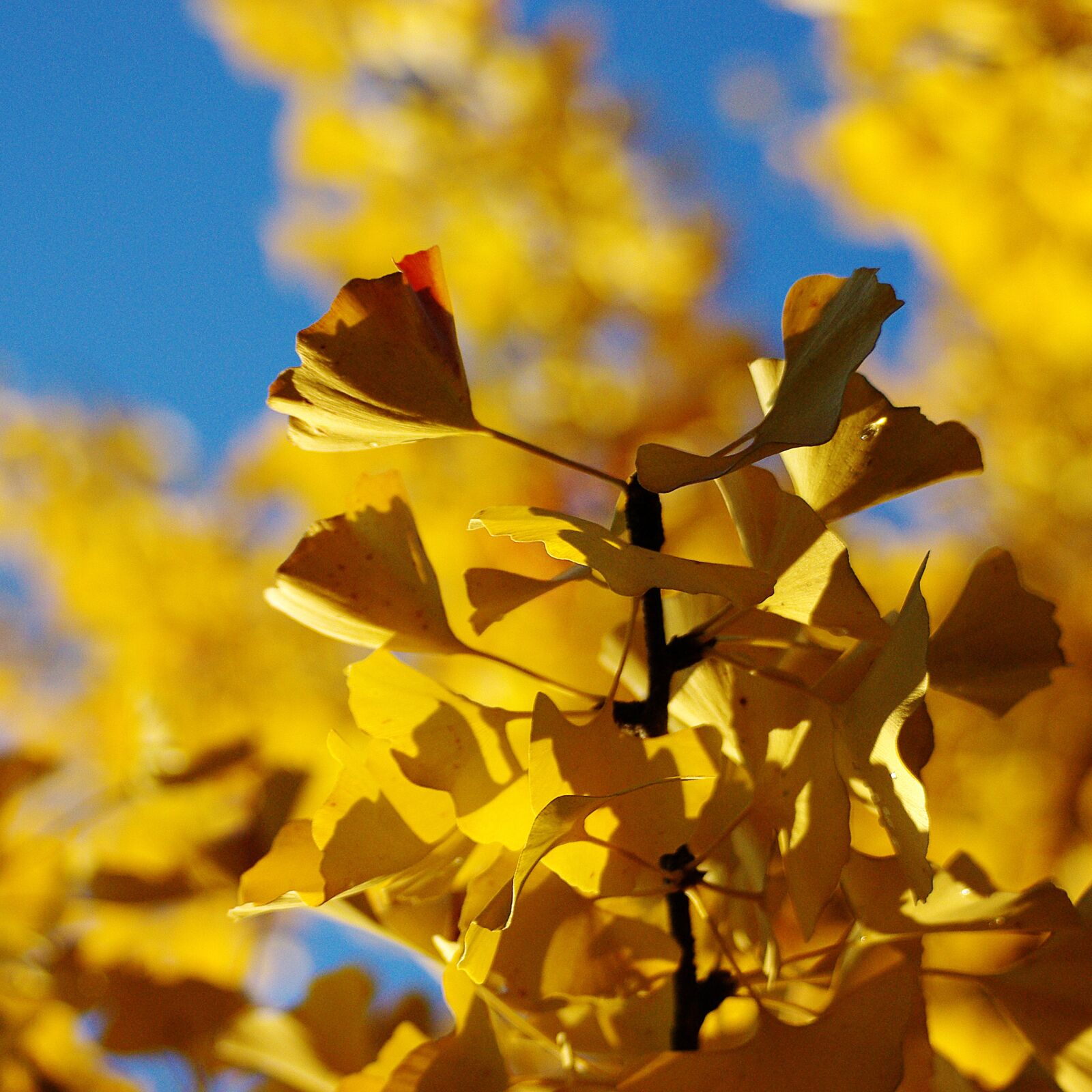 Pentax K-m (K2000) sample photo. Ginko, tree, bush photography