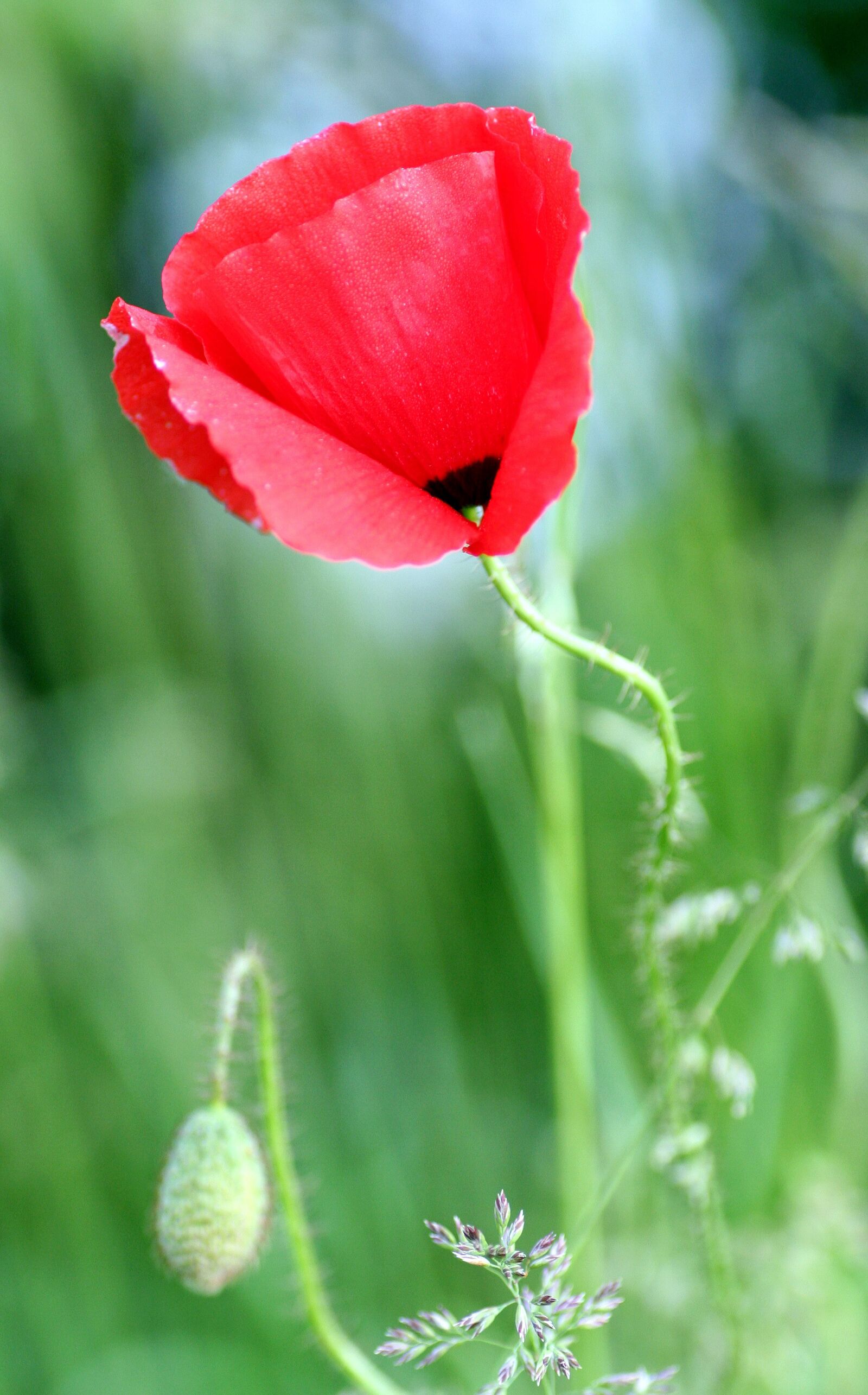 Canon EOS 350D (EOS Digital Rebel XT / EOS Kiss Digital N) sample photo. Poppy, flower, nature photography