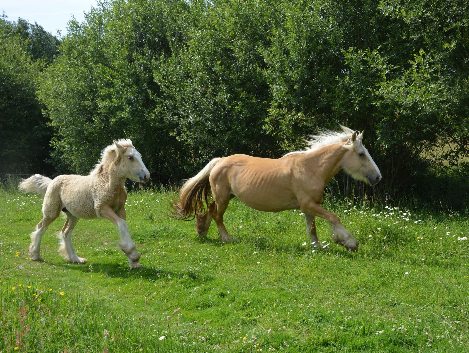 Nikon D5200 sample photo. Mare, foal, pre photography