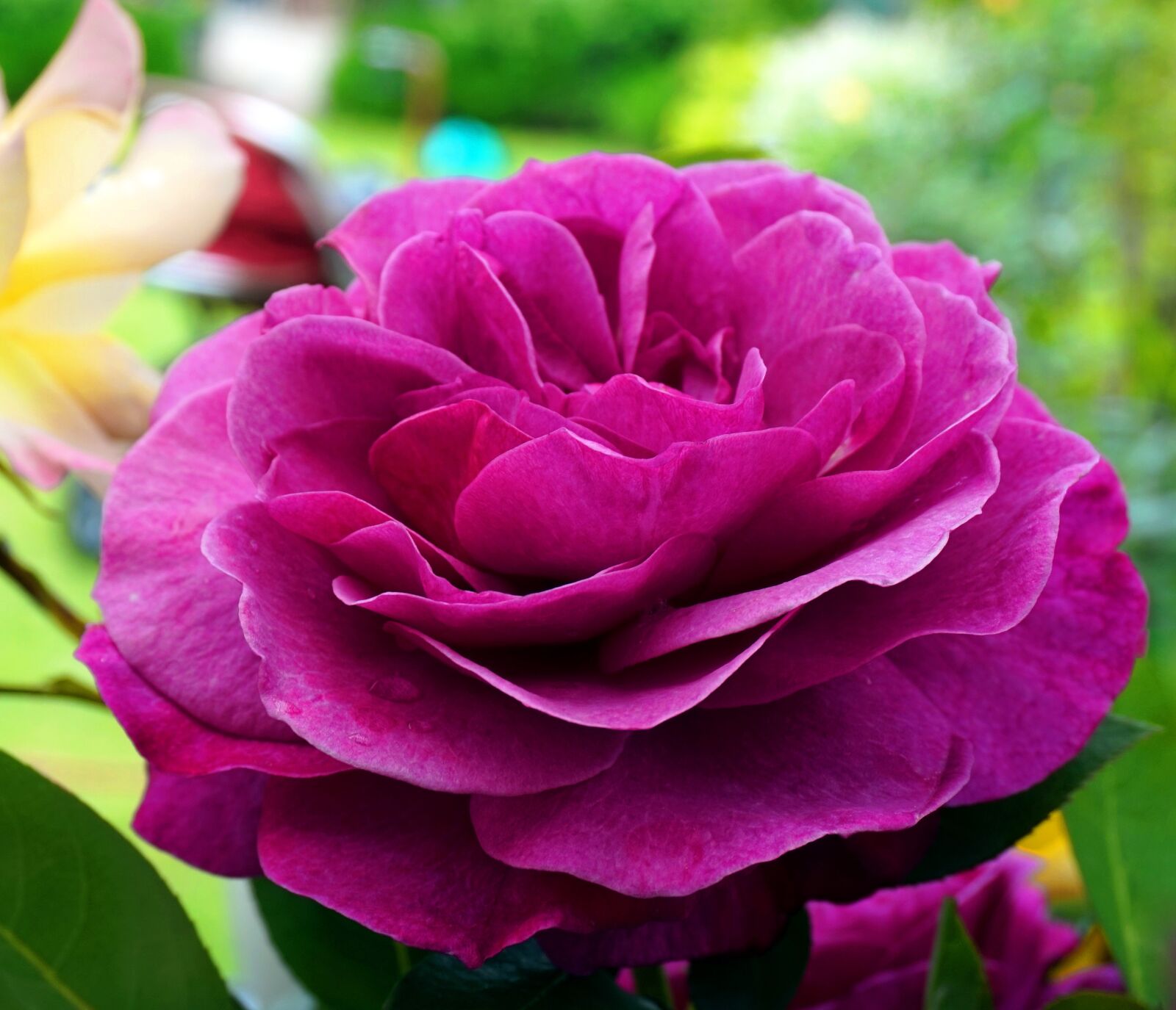 Sony Alpha a5000 (ILCE 5000) sample photo. Rose, blossom, bloom photography