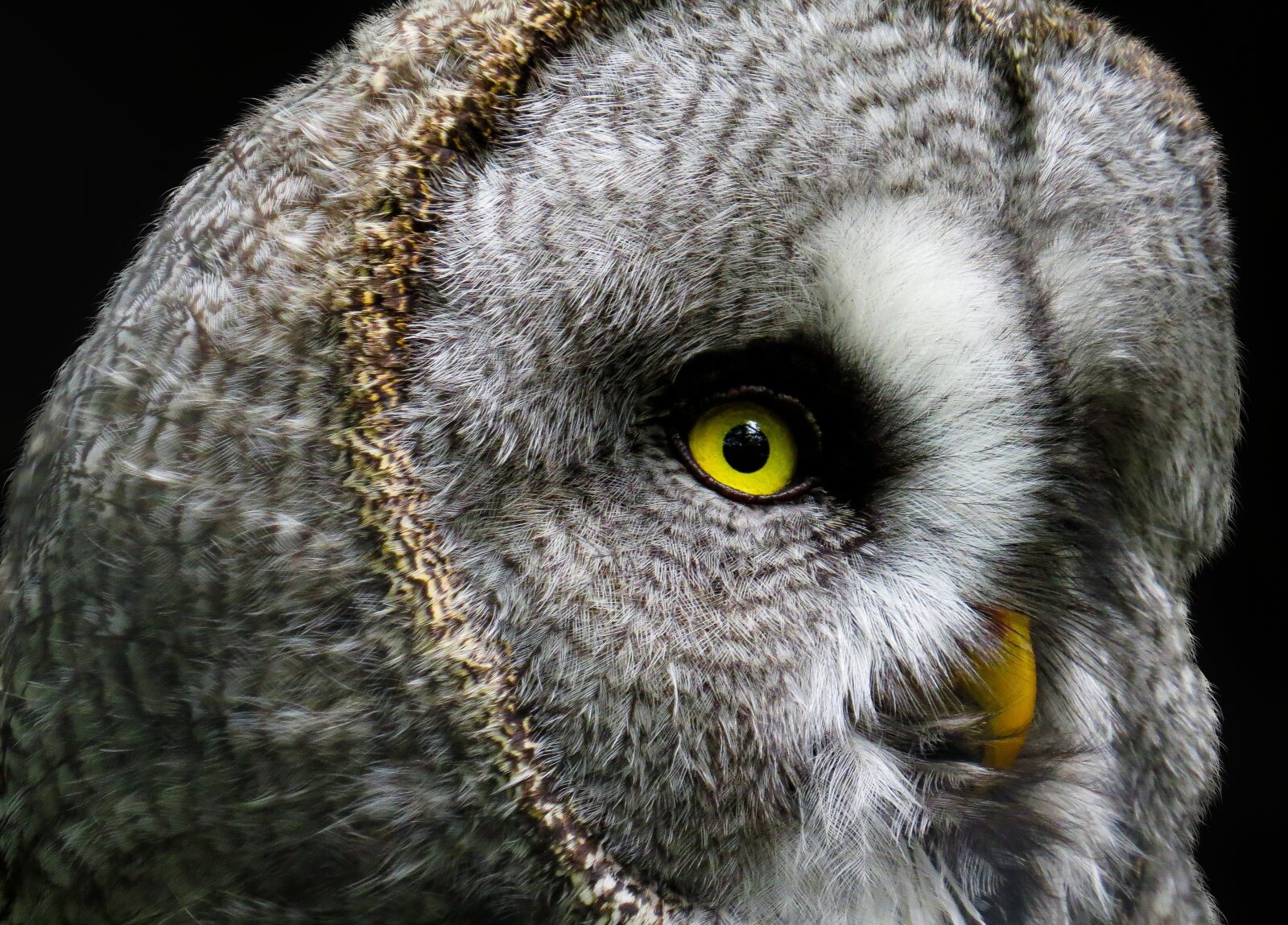 Canon PowerShot SX50 HS sample photo. Animal world, animal, portrait photography