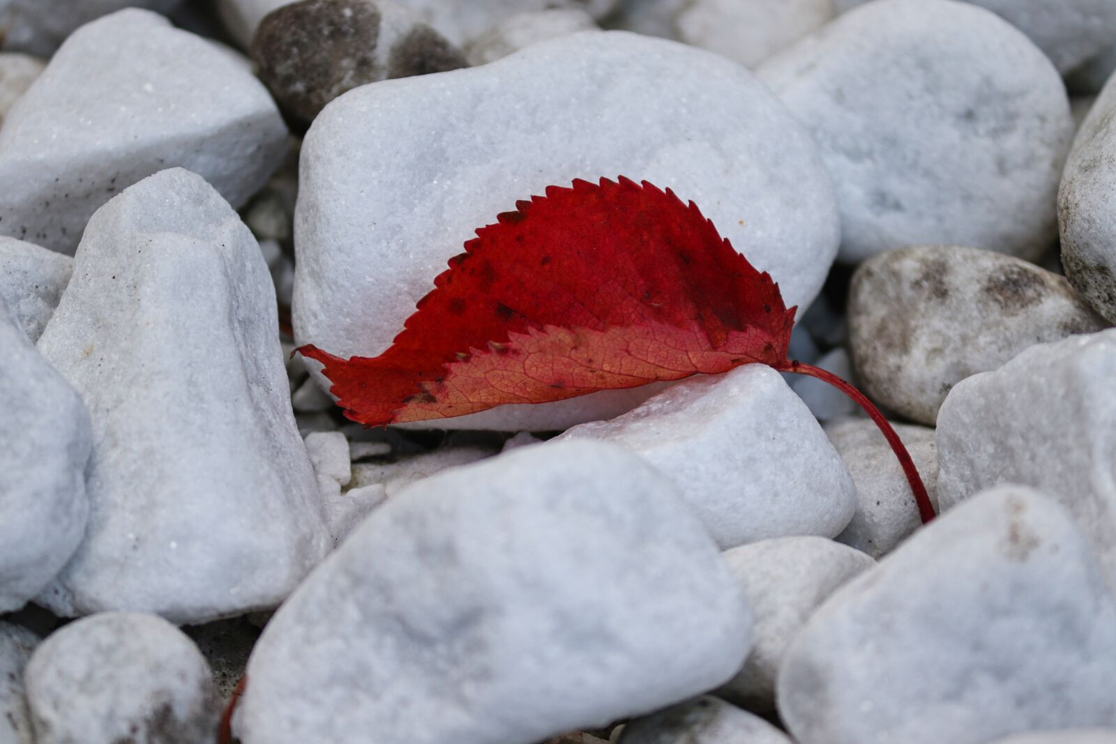 Canon EOS 200D (EOS Rebel SL2 / EOS Kiss X9) sample photo. Leaf, red, pebble photography