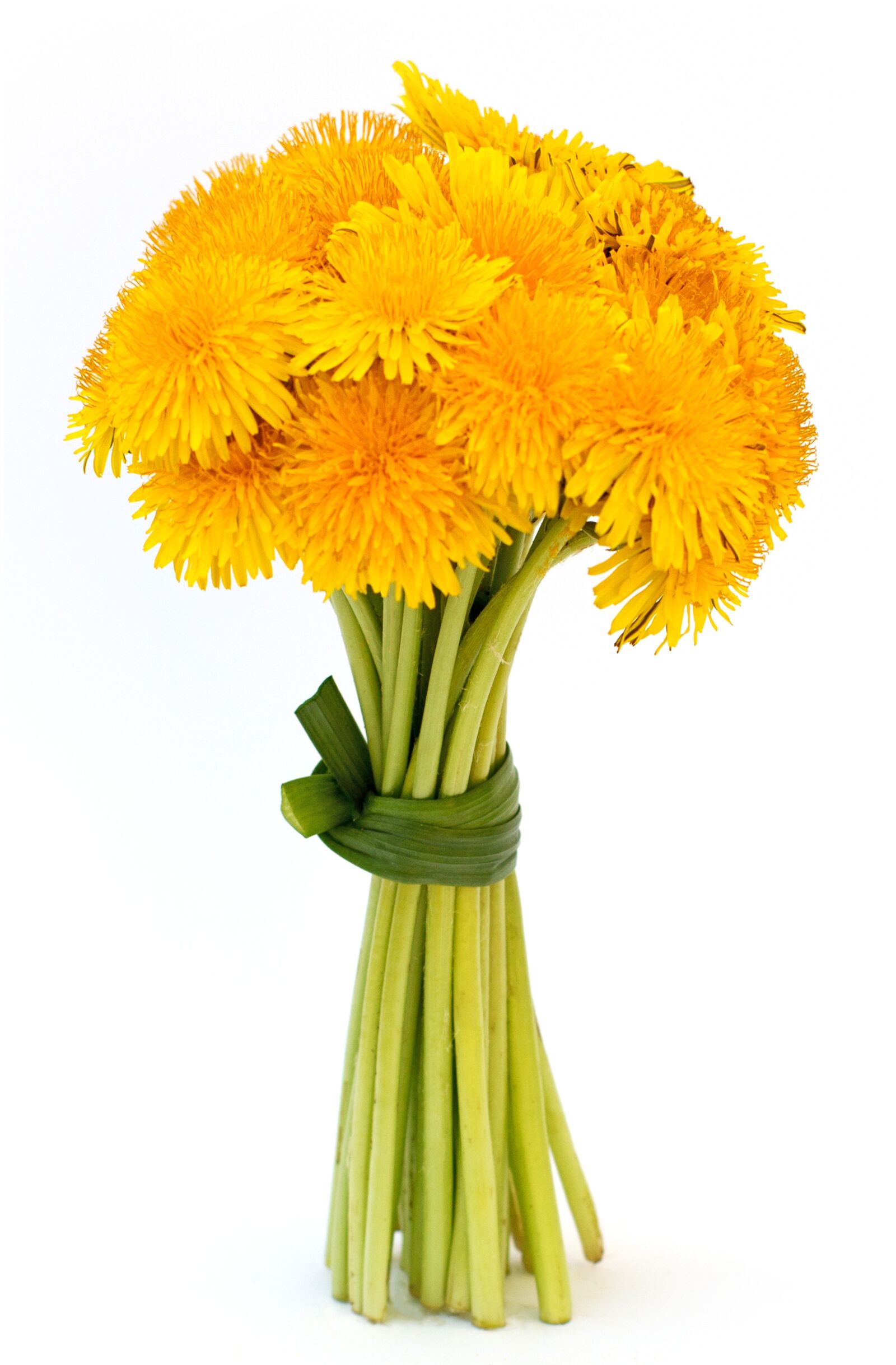 Nikon D800 sample photo. Dandelion, strauss, flowers photography