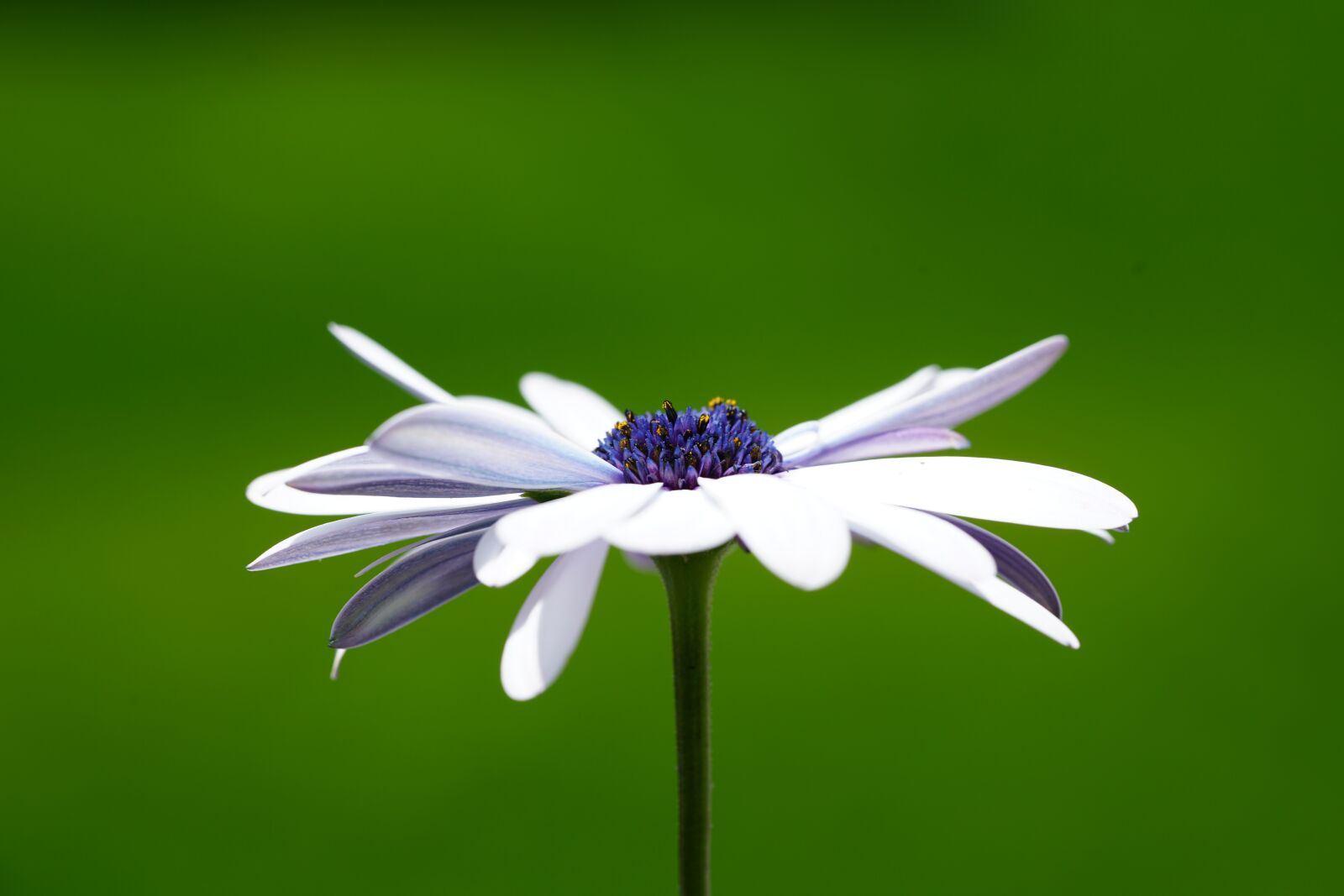 Sony a7R II + Sony FE 90mm F2.8 Macro G OSS sample photo. Flower, blossom, bloom photography