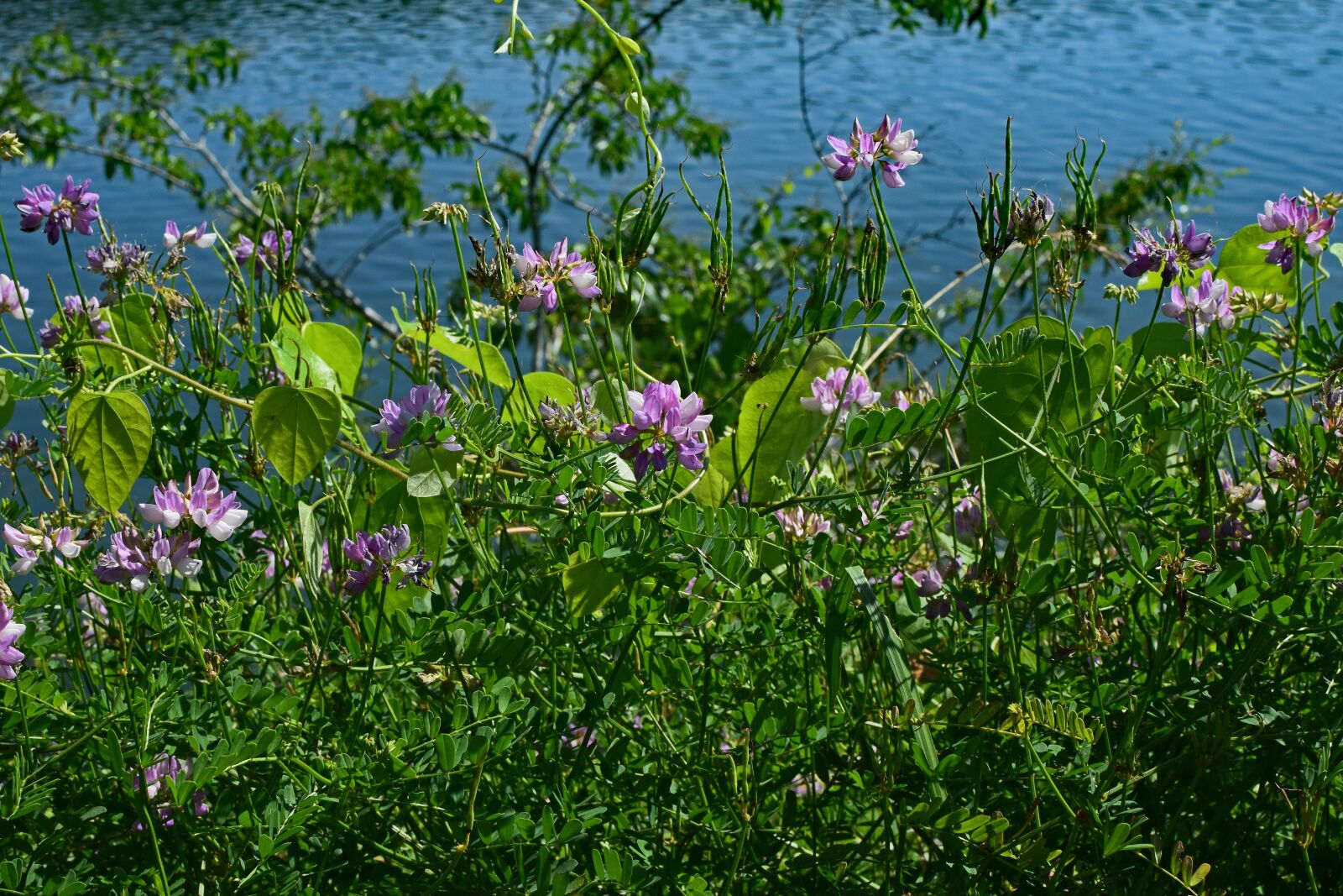 Nikon D3300 sample photo. Crown vetch, vine, flower photography